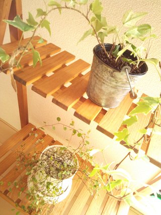 セリア、100均の観葉植物育ててる方☆