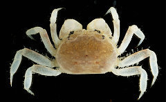 所さんの目がテン！ ： 沖縄・西表島で新種生物を発見！　番組名を命名へ