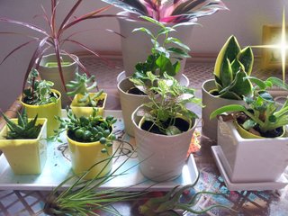 セリア、100均の観葉植物育ててる方☆