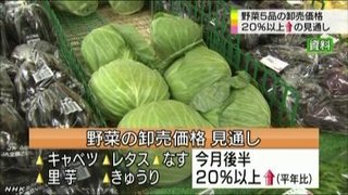 野菜５品目卸売価格 値上がりの見通し