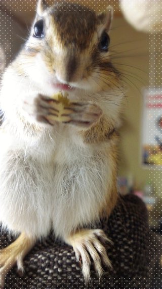 心気症の方(不安神経症、パニックも)話しましょう