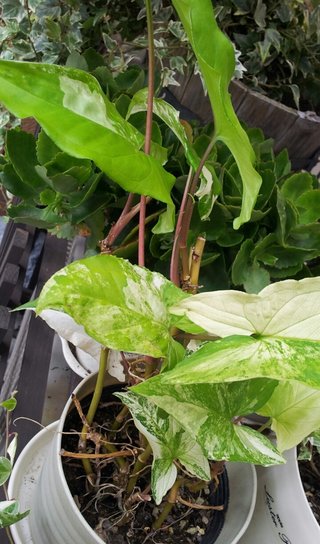 セリア、100均の観葉植物育ててる方☆