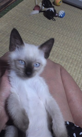 かわいい