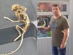 エイリアンの死骸を発見…台所の下から(画像アリ)