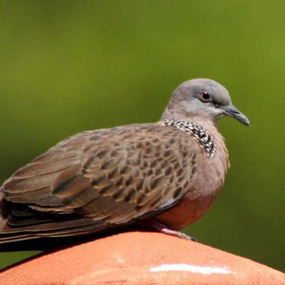 朝方ポロッポポーポー ポロッポポーポーと鳴く生き物