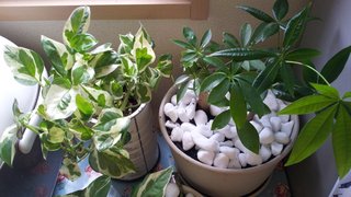 セリア、100均の観葉植物育ててる方☆