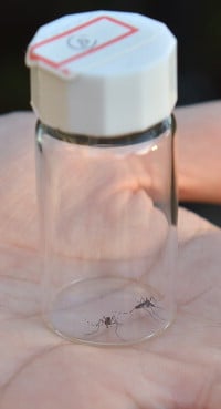 デング熱：兵庫で感染例　「代々木」と一致　西日本で初