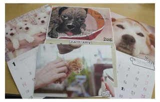 捨て犬・猫が主役のカレンダー　動物保護の団体作製