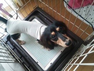 エリザベスカラーを嫌がる犬