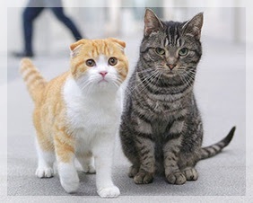 フジテレビ【問題のあるレストラン】木10時～