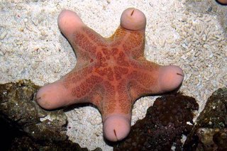 カワテブクロはヒトデです。ヒトデなんです！