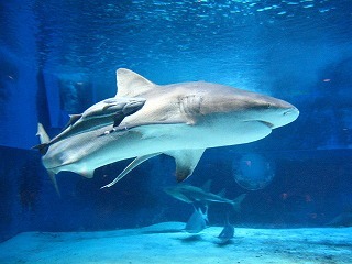 【豪州】サメに両足かまれ死亡の日本人、警察は「ナカハラ・タダシ」さん(４１)と断定(画像あり)