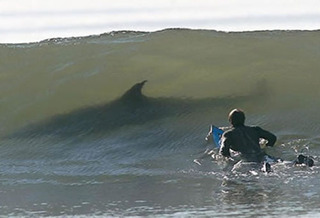 【豪州】サメに両足かまれ死亡の日本人、警察は「ナカハラ・タダシ」さん(４１)と断定(画像あり)