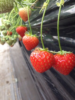 いちご狩り行った～？