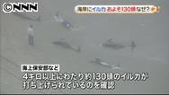 茨城・鉾田の海岸にイルカ打ち上げ１００頭以上か