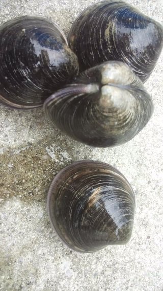 この貝は何か分かりますか？