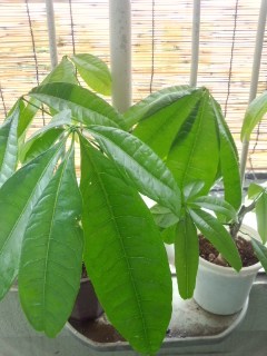 セリア、100均の観葉植物育ててる方☆