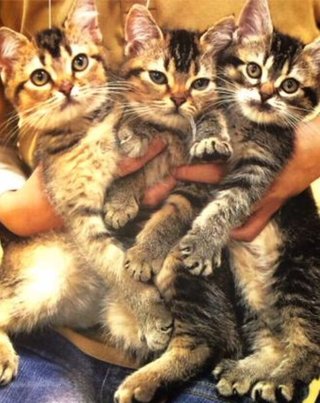 フジ『ようこそ、我が家へ』月９