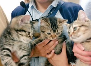 フジ『ようこそ、我が家へ』月９