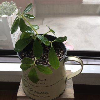 セリア、100均の観葉植物育ててる方☆