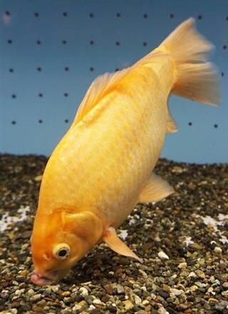 肉食魚のエサから「奇跡の魚」に…潜伏７年、「巨大金魚」のサバイバル術