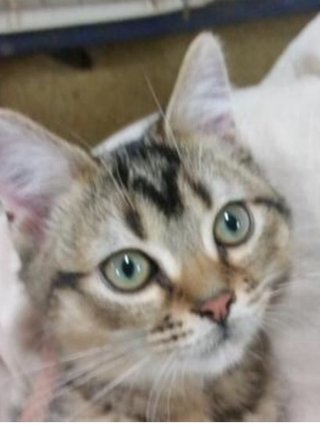 フジ『ようこそ、我が家へ』月９