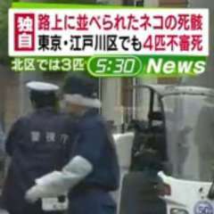 江戸川区篠崎町で子猫４匹の死骸、血を吐いていた猫も-不審死相次ぐ