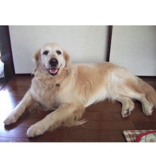 【拡散】井の頭公園で彼女が遺棄されていたという事を証明できる方を探してます。