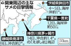 湘南でもサメ、茅ヶ崎・鎌倉で遊泳禁止に