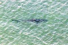 茨城の海岸にサメ２匹、７海水浴場を遊泳禁止