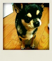 中村アンが犬を飼う理由に批判殺到してる 