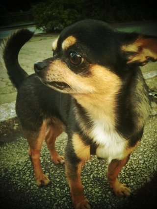 中村アンが犬を飼う理由に批判殺到してる 