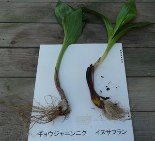 イヌサフランで食中毒、女性死亡　山形、自宅で栽培