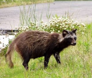 徳川家康ってグロいよね？