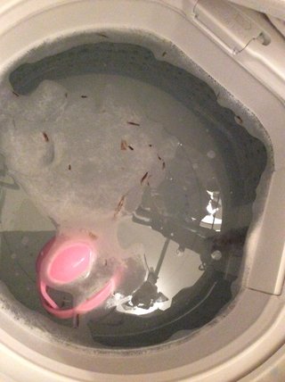 シャボン玉の洗濯槽クリーナーではなく手間なしブライトでお安く掃除実践中