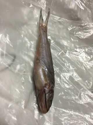 この魚なんですか？