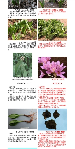 イヌサフランで食中毒、女性死亡　山形、自宅で栽培