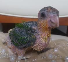 【安保法案審議】参議院特別委員会≪中継≫