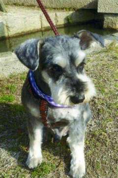 ミニチュアシュナウザーの頭を棒で殴る　６４歳無職男を逮捕　「保護しただけ…」  兵庫