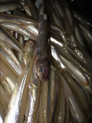 この魚なんですか？