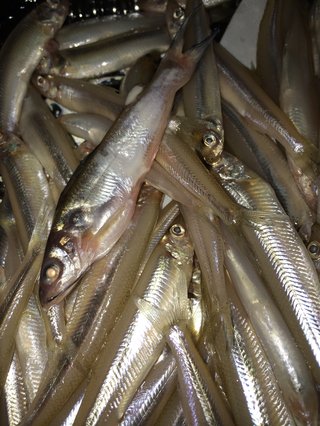 この魚なんですか？