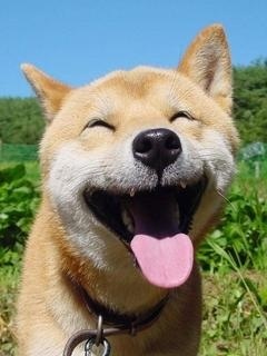 うちの犬が笑わないんですが…まだ心を閉ざしてるんでしょうか？