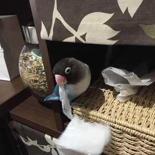 鳥好きさん、いませんか？