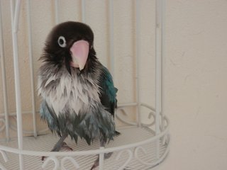鳥好きさん、いませんか？