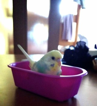 鳥好きさん、いませんか？