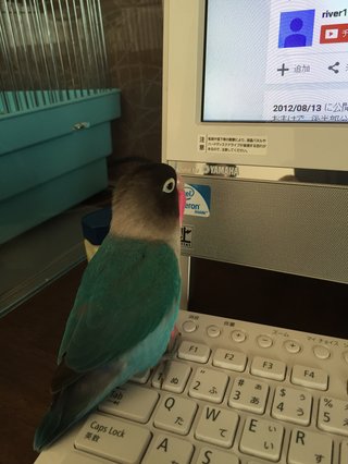 鳥好きさん、いませんか？