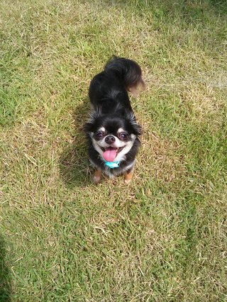 うちの犬が笑わないんですが…まだ心を閉ざしてるんでしょうか？