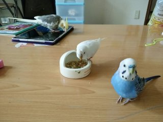 鳥好きさん、いませんか？