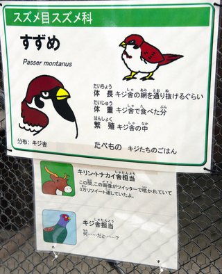 「悪い顔したスズメ」が人気　動物園のキジ舎に居座る