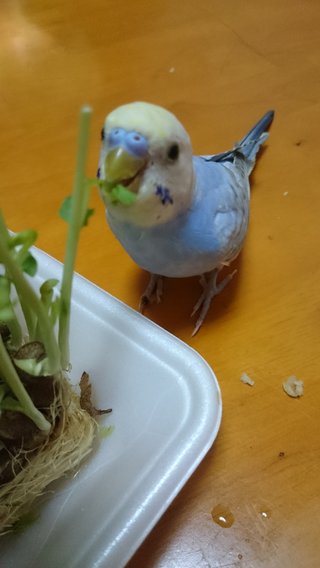 鳥好きさん、いませんか？
